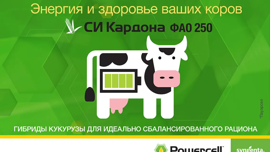 Гибриды кукурузы Powercell™ — энергия и здоровье ваших коров
