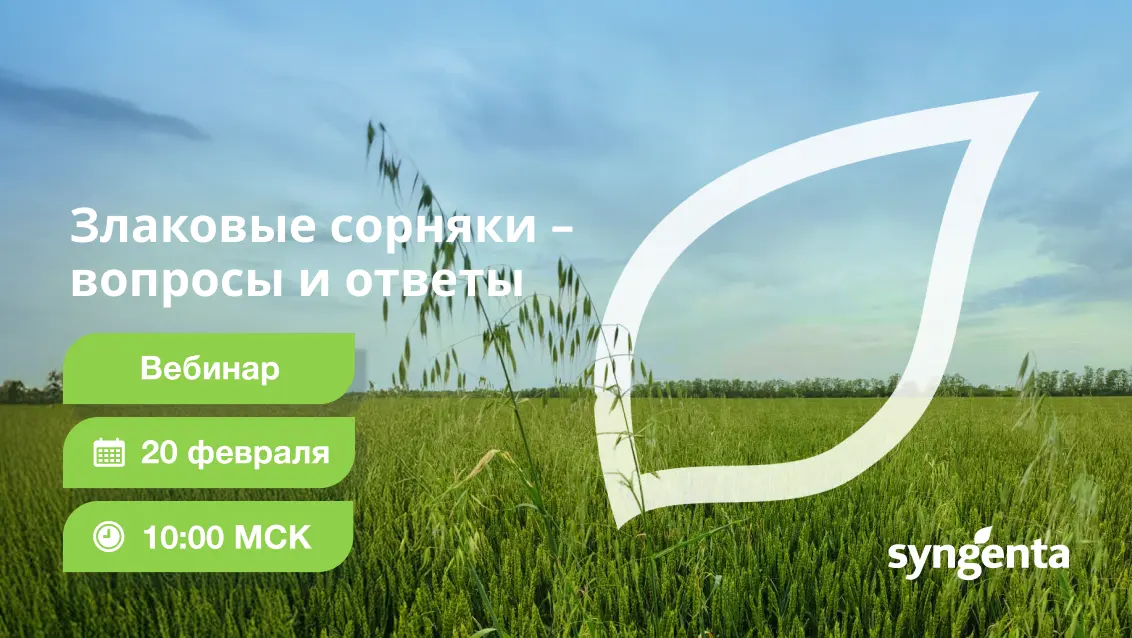 Злаковые сорняки – вопросы и ответы