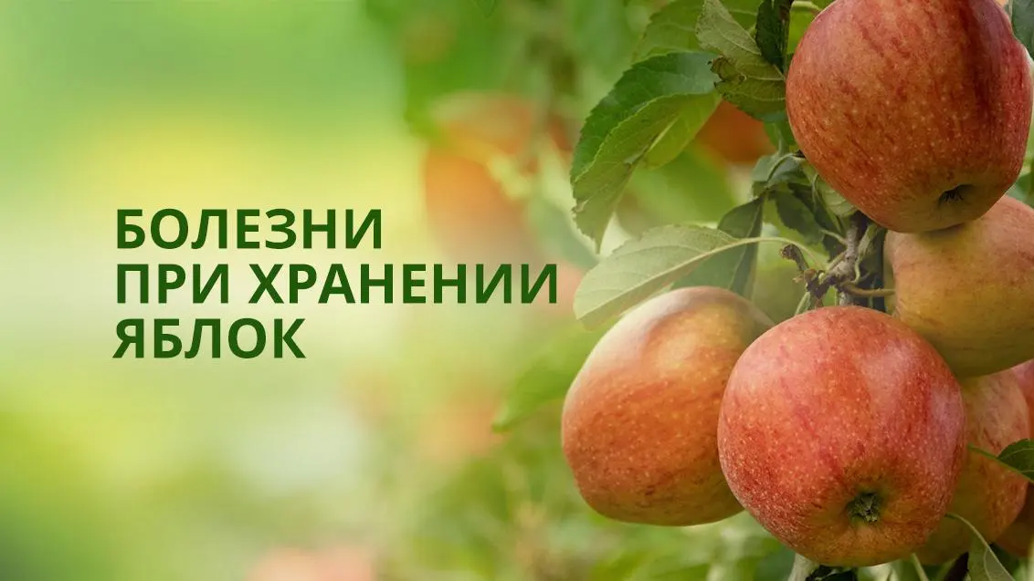 Болезни плодов яблони при хранении