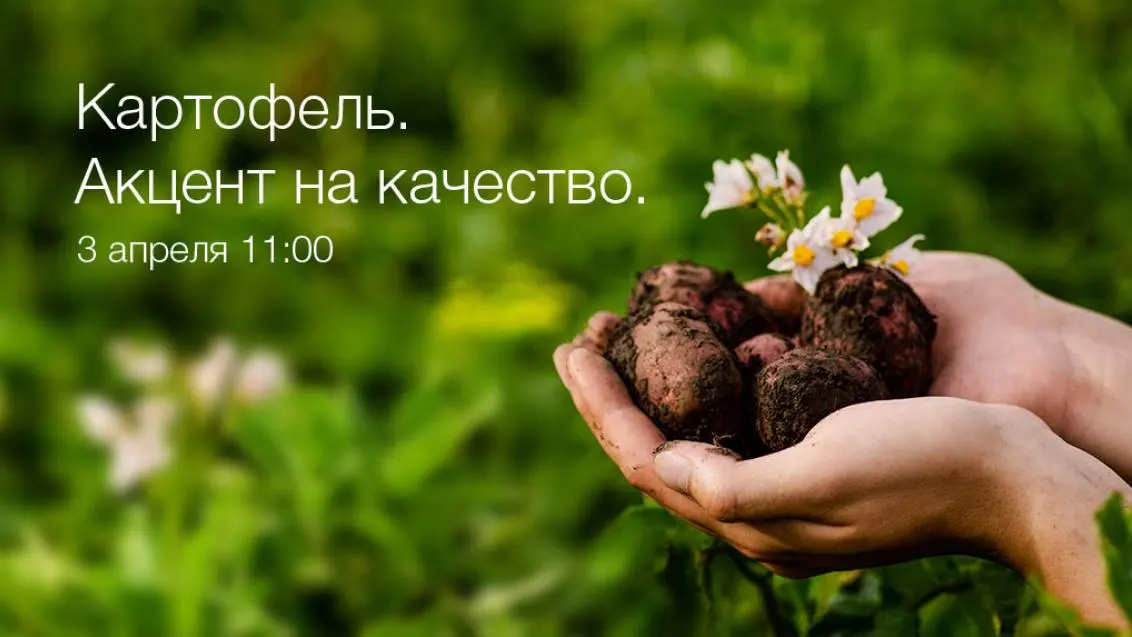 Вебинар «Картофель. Акцент на качество»
