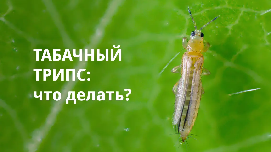Табачный трипс на луке: что делать?