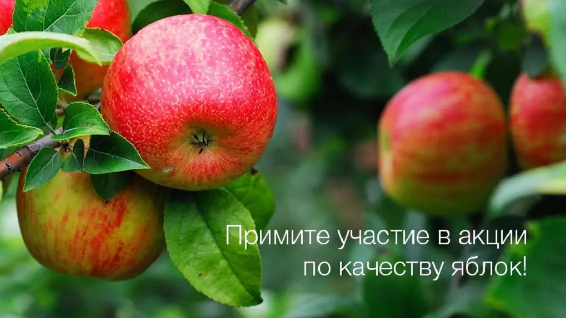 Сохрани качество яблок!