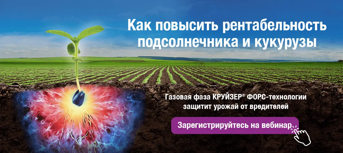 Как повысить рентабельность производства подсолнечника и кукурузы в сезоне-2021
