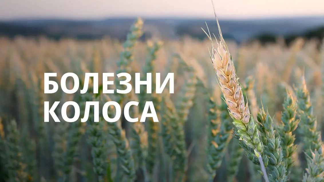 Фузариоз колоса — серьезная угроза пшенице и ячменю