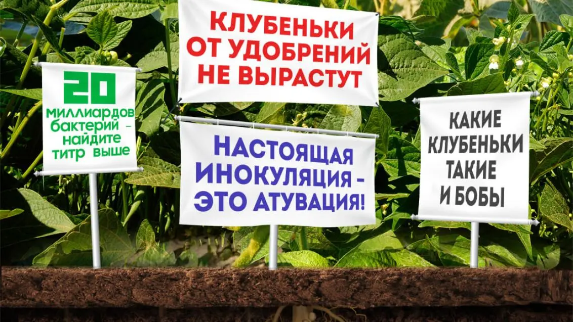 Новый инокулянт для сои в России