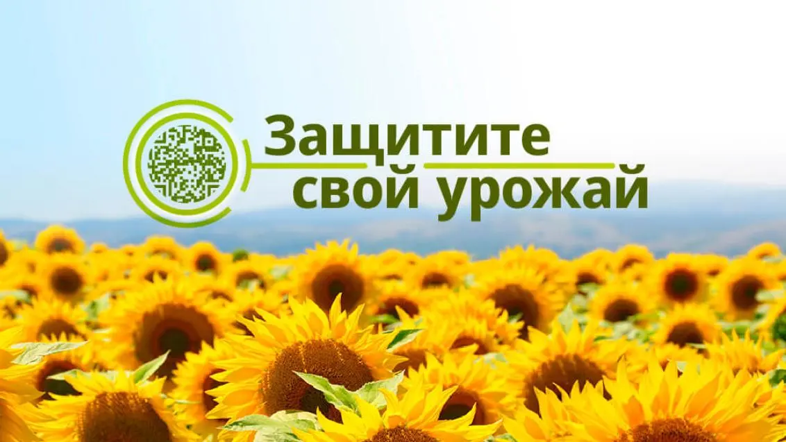 «Сингента» усиливает защиту семян от контрафакта