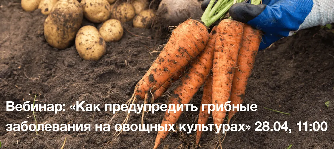 Как предупредить грибные заболевания на овощных культурах