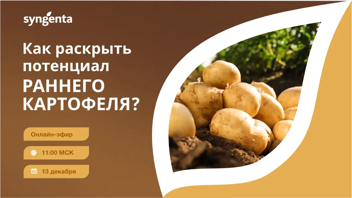 «Как раскрыть потенциал раннего картофеля?»