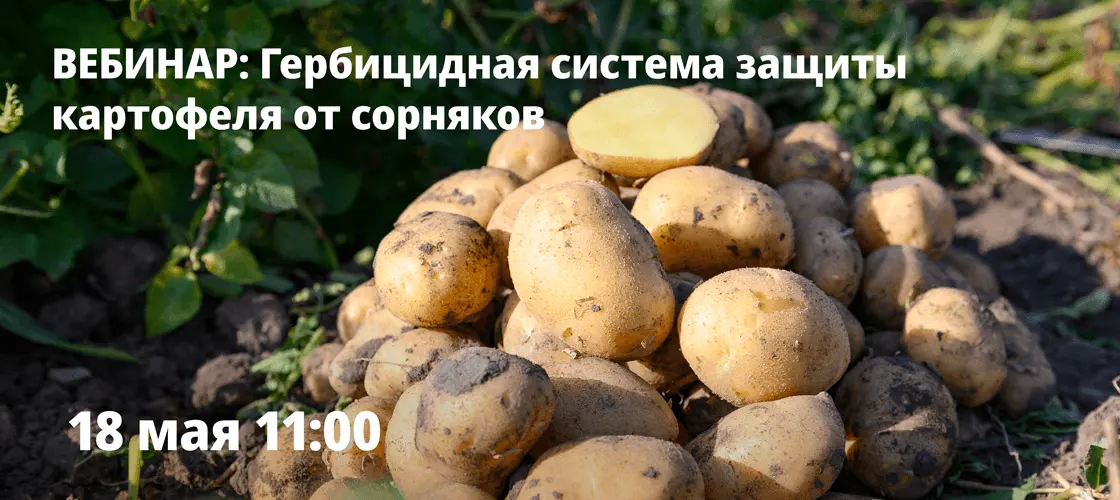 Гербицидная система защиты картофеля от сорняков