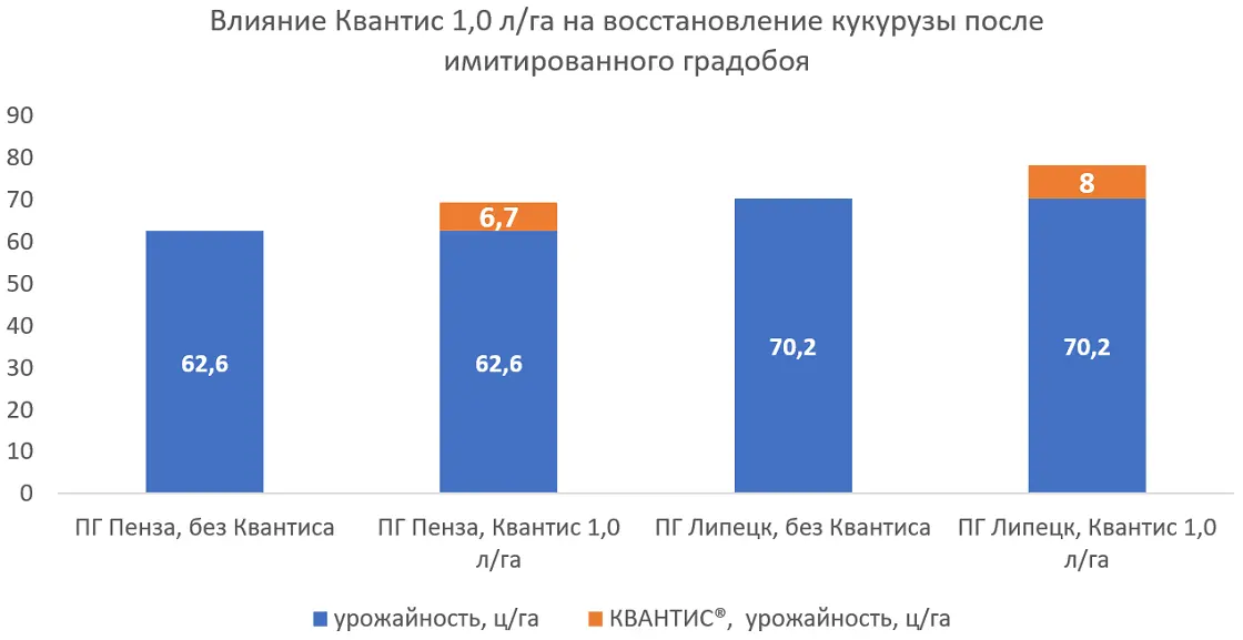 Влияние Квантис 1,0 л/га на восстановление кукурузы после имитированного градобоя