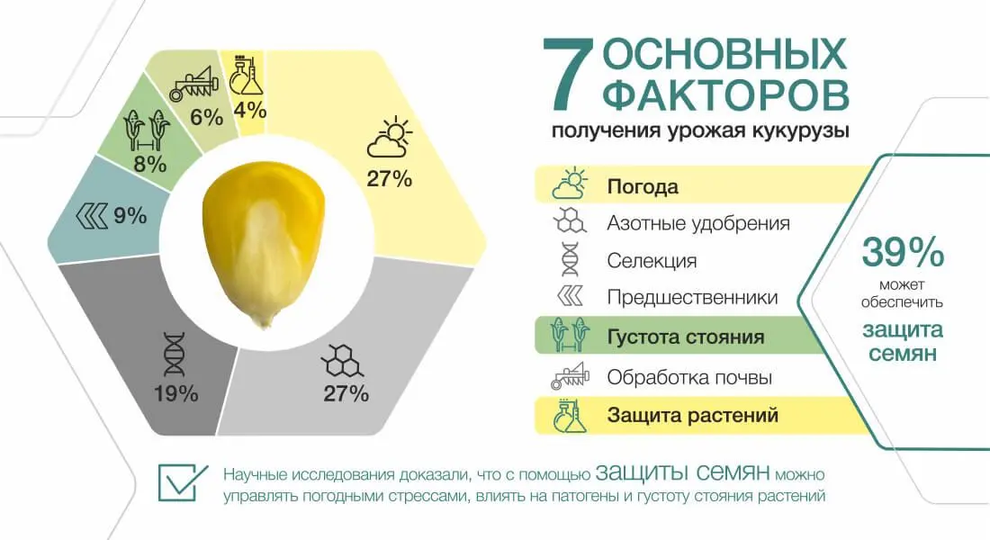 7 основных факторов получения урожая кукурузы