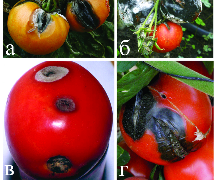 Альтернариоз или сухая пятнистость листьев томата. Описание и методы лечения