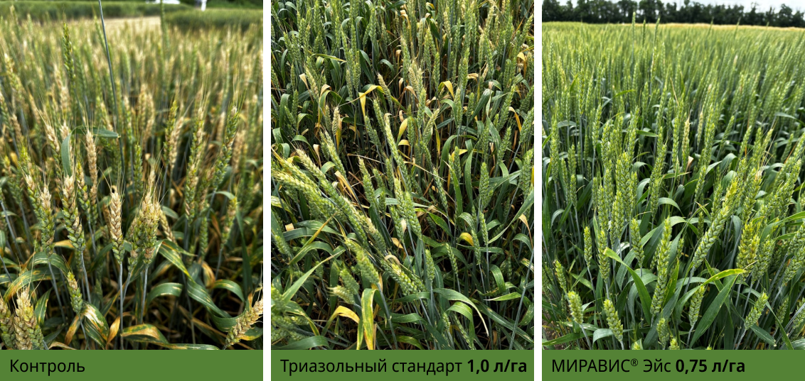 Краснодар, озимая пшеница, сорт Гром, 2023 г. Фаза обработки BBCH 55 (середина колошения).<br />
