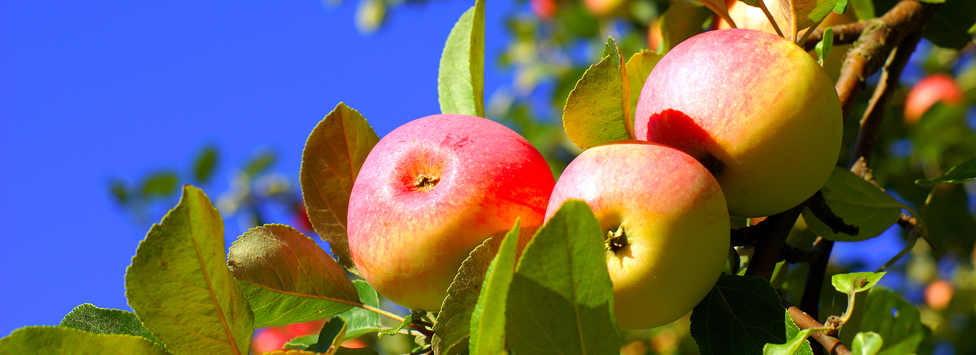 Профессиональная защита и питание яблони