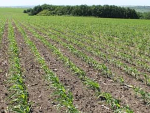 Оптимальная ранняя послевсходовая защита кукурузы с гербицидом ЛЮМАКС