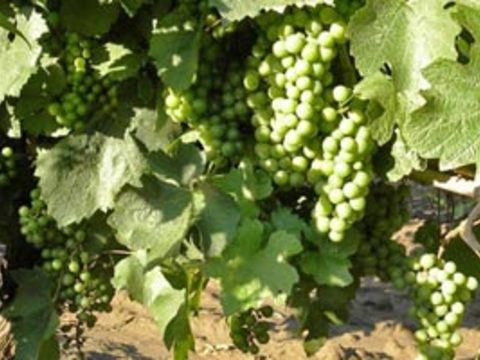 Элементы защиты виноградной лозы