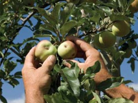 Контроль вредителей в яблоневом саду