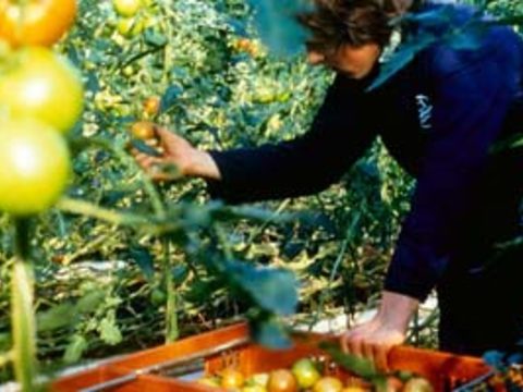 Как максимально реализовать потенциал томата с новым биологическим удобрением ИЗАБИОН 