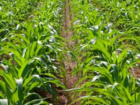 Потребность в элементах питания и диагностика выявления их недостатка у растений кукурузы