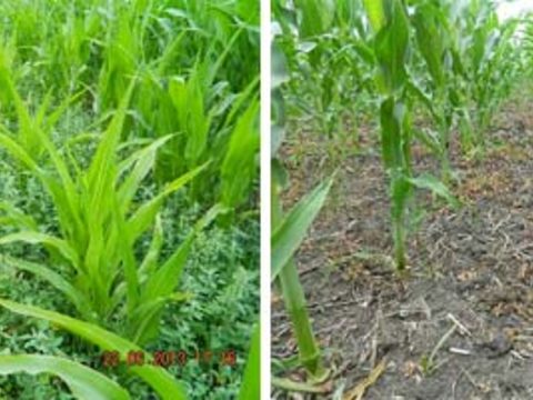 Ранний контроль засоренности в посевах кукурузы