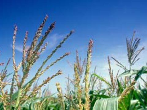 Ботанические и биологические особенности кукурузы