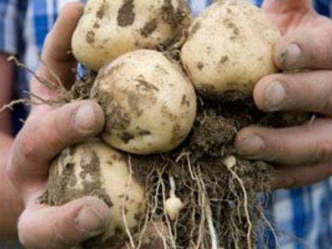 Предпосадочная обработка клубней картофеля