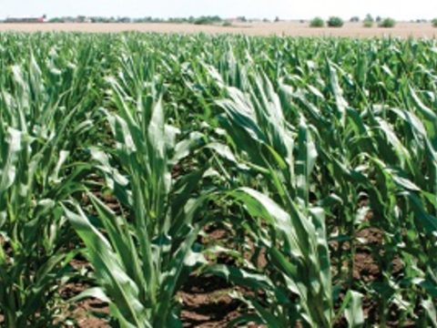 Высокий урожай кукурузы без сорняков