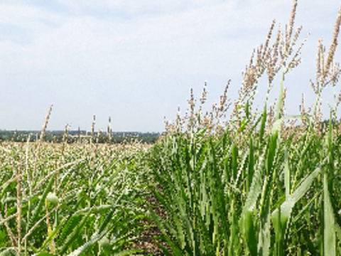 Вести с полей: состояние гибридов кукурузы на Юге России
