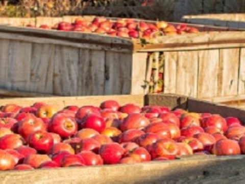 Сохраните урожай яблок до следующего сезона