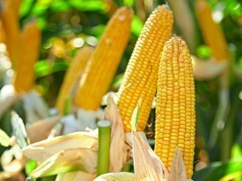 Эффективные технологии возделывания кукурузы в ЦЧР