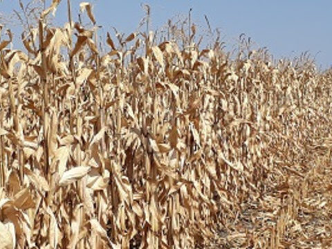 Как сократить потери при уборке кукурузы на зерно