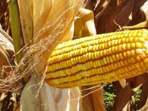 Классификация кукурузы 