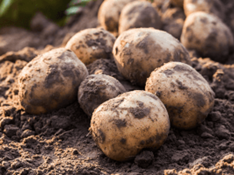 Как защитить картофель от посадки до уборки?