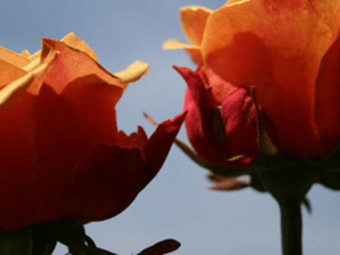 Защита роз от болезней и вредителей