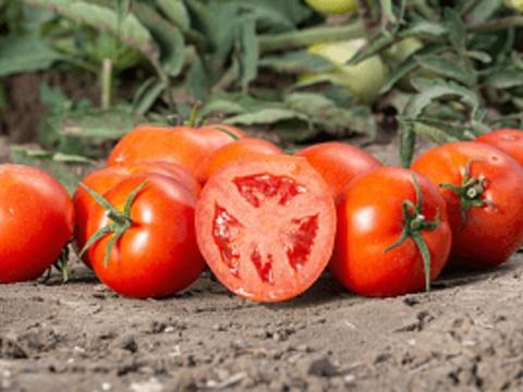 Защита томата от вредителей и болезней