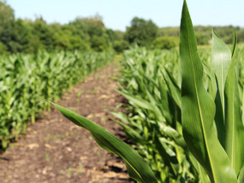 Правильный гибрид кукурузы — больший потенциал урожайности