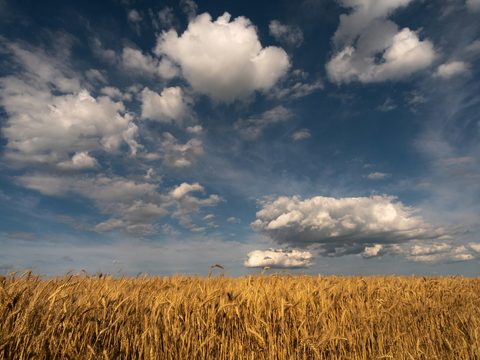 Возделывание озимой пшеницы весной: с чем сталкиваются агрономы? | «Сингента» в России