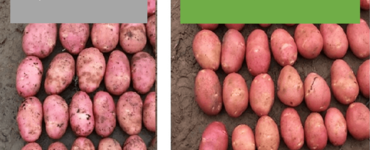 Первый шаг к качественному урожаю картофеля