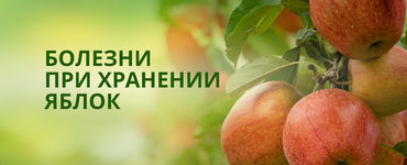 Болезни плодов яблони при хранении