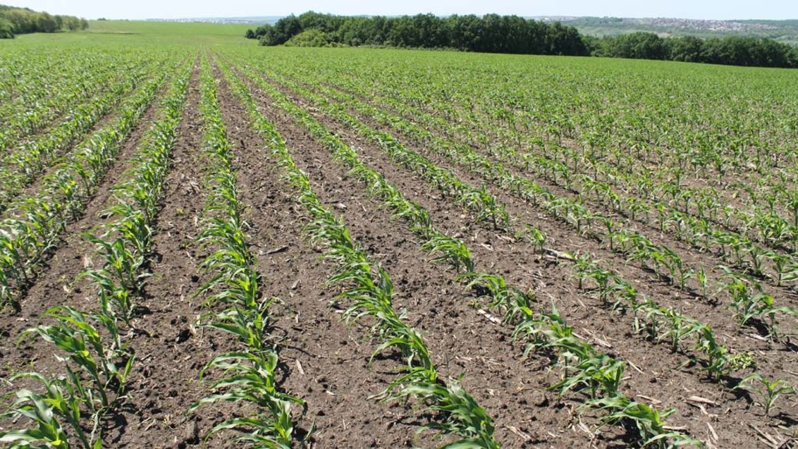 Оптимальная ранняя послевсходовая защита кукурузы с гербицидом ЛЮМАКС