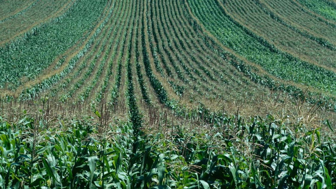Управление стрессами в посевах кукурузы 