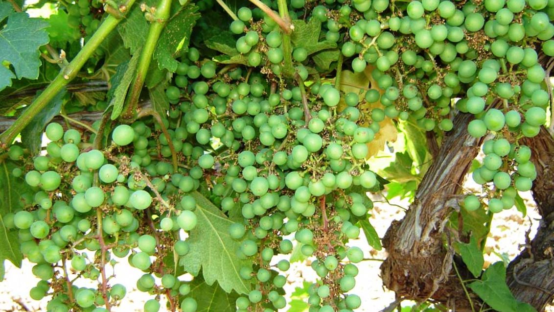 Фузариоз винограда