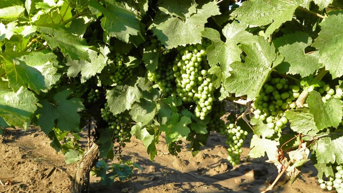Элементы защиты виноградной лозы