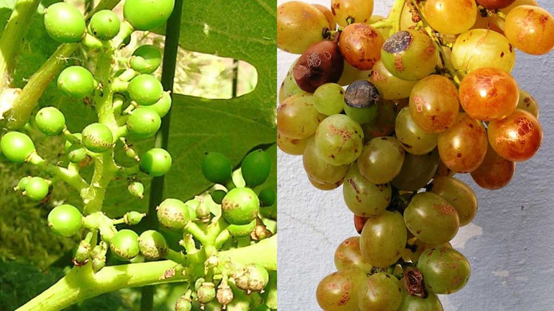 Черная пятнистость винограда (экскориоз, сухорукавность, фомопсис)
