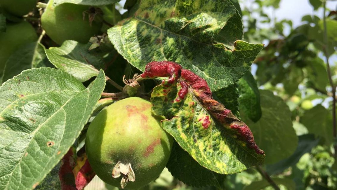 Серая (красногалловая) яблонная тля