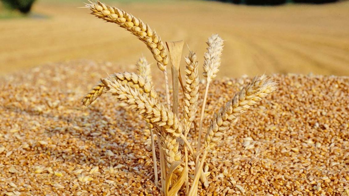 Показатели качества зерна пшеницы и факторы на них влияющие