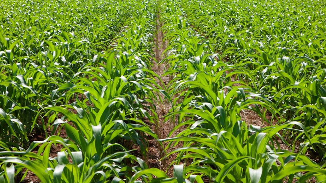 Потребность в элементах питания и диагностика выявления их недостатка у растений кукурузы