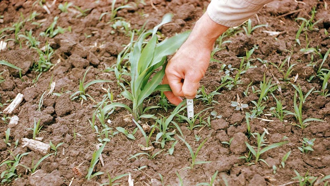 ЭЛЮМИС. Комплексное решение в системе защиты кукурузы от сорняков