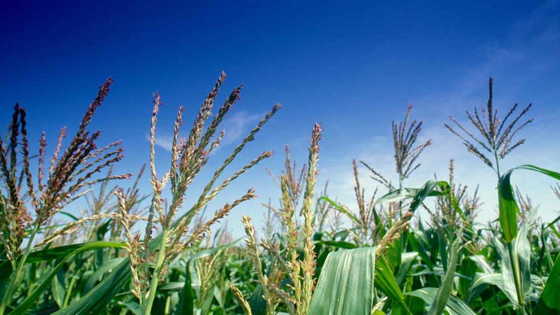 Ботанические и биологические особенности кукурузы