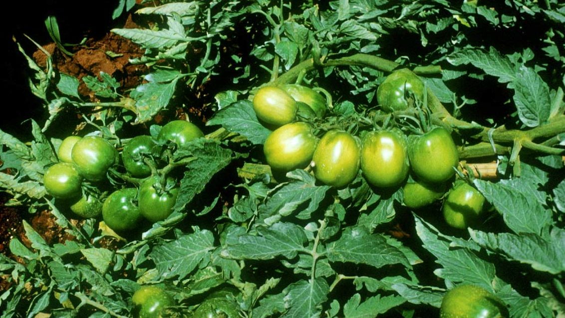 Защита томатов открытого грунта